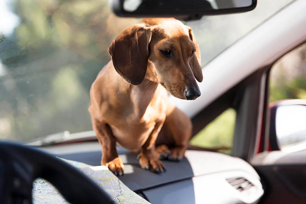 Hyundai Tucson Dog Safety Belt for Dachshunds